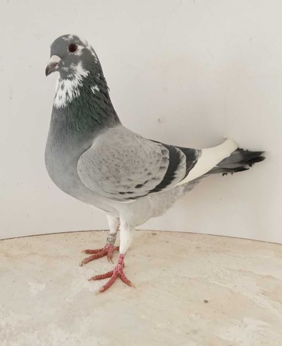 Lindo Pombo correio borracho