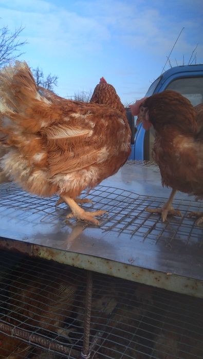 Курка кури 100 грн за штуку з доставкою