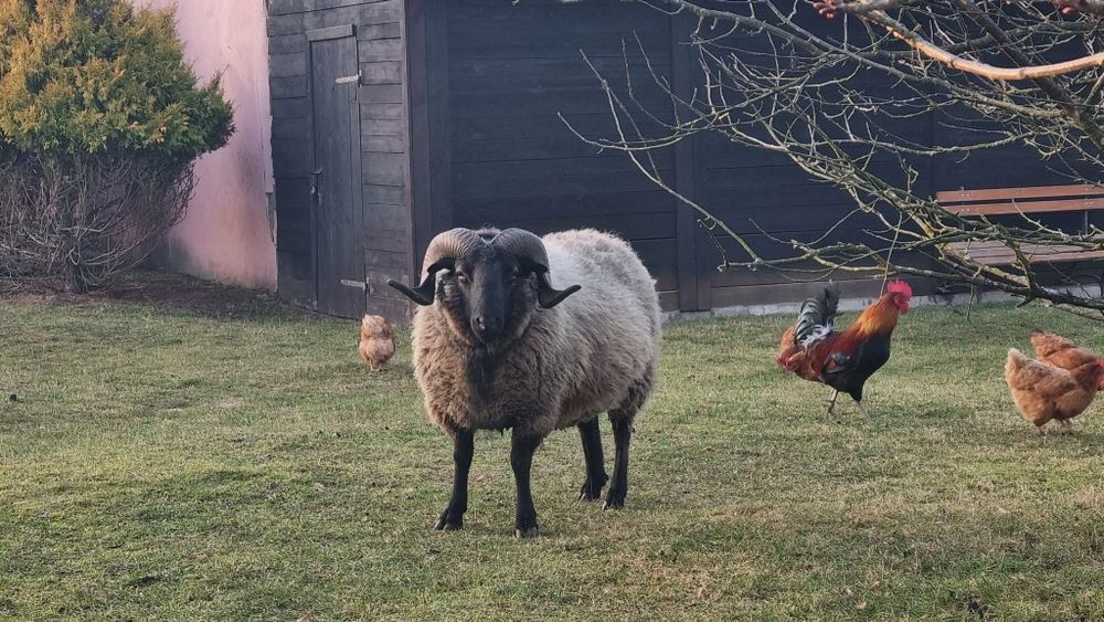 Sprzedam barana czarny