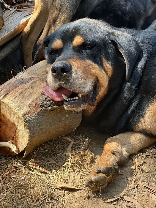 Rottie Chouriço, para adoção
