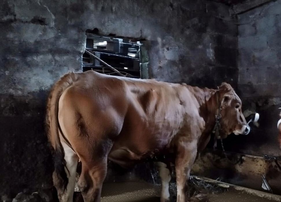 Touro raça minhota pura