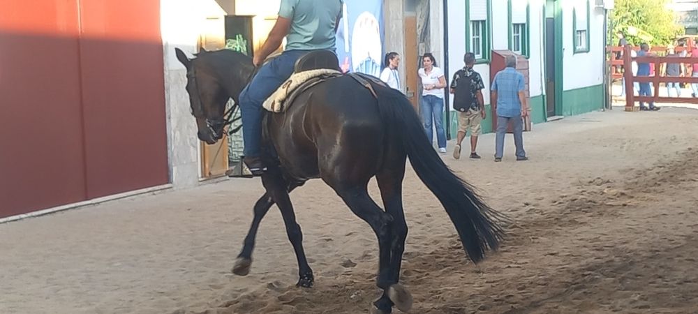Cavalo grande castrado ideal para crianças