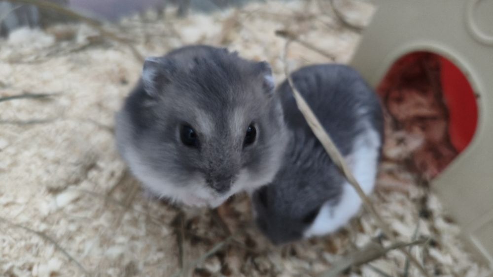Chomik dżungarski