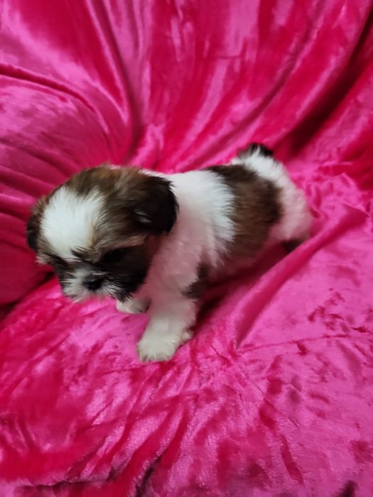 Shih-tsu menina Qualidade