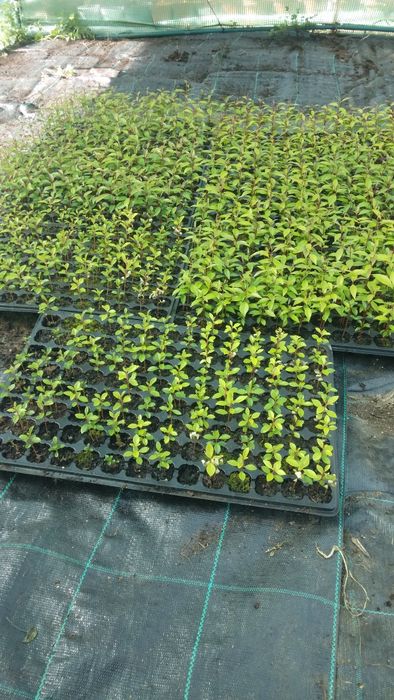 Mudas de eugenias para sebes ultimas unidades