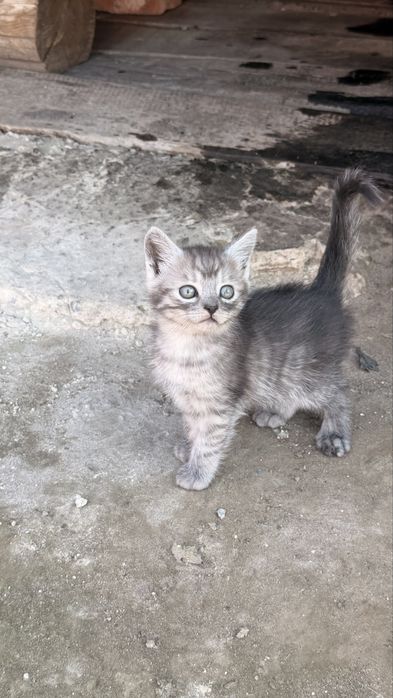 Відамо котиків у добрі руки