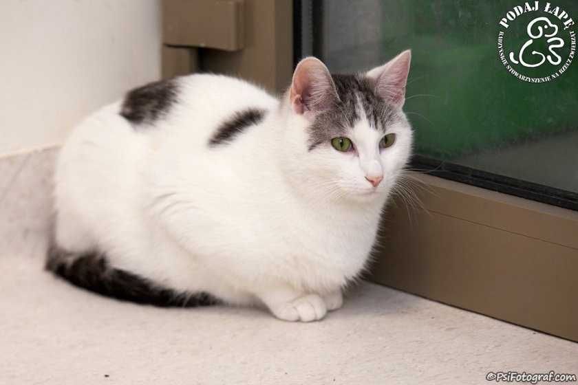 Uroczy Diego poleca się do adopcji!