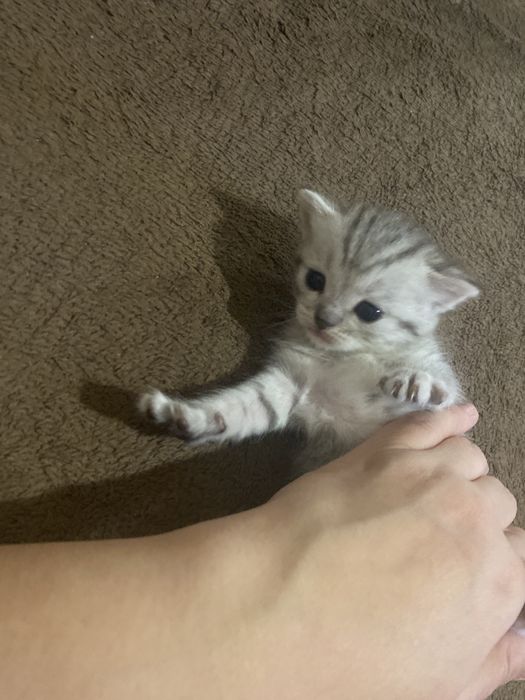 Котята шотландские