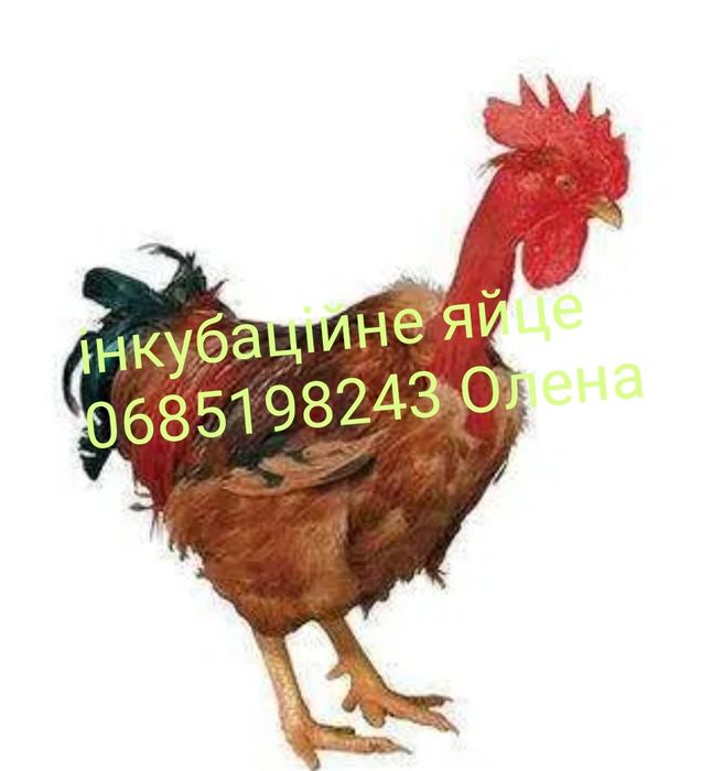 Інкубаційне яйце