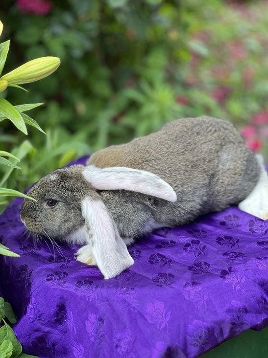 Кролі на розведення