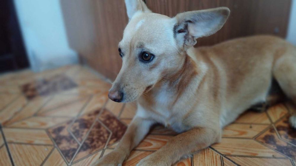 Віддам песика-хлопчика безкоштовно!