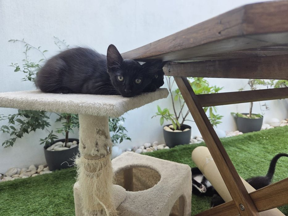 Gatinhos machos para adoção