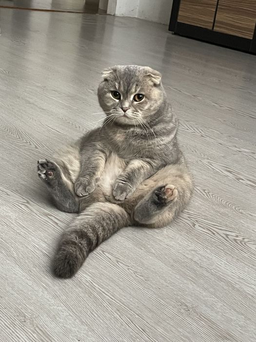 Шукаємо котика:)