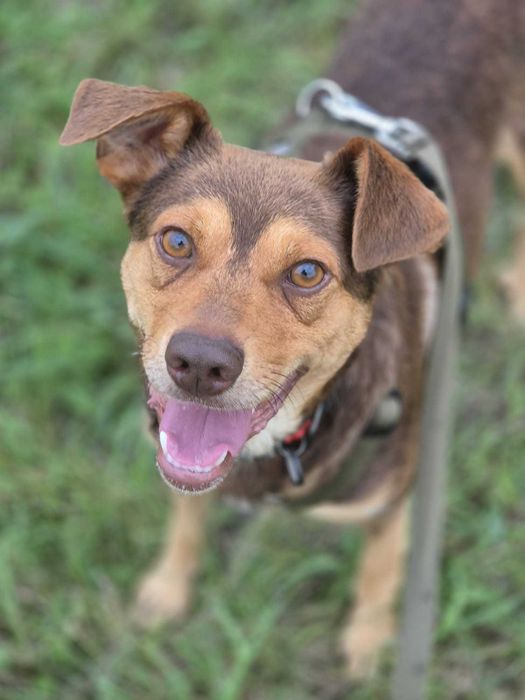 Młody, energiczny, rudy samiec kundelek 2 lata