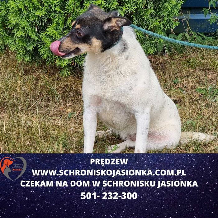 PRĘDZEW do adopcji – Schronisko Jasionka