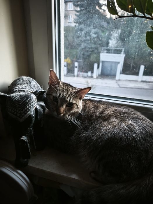 Piekny Ryszard do adopcji