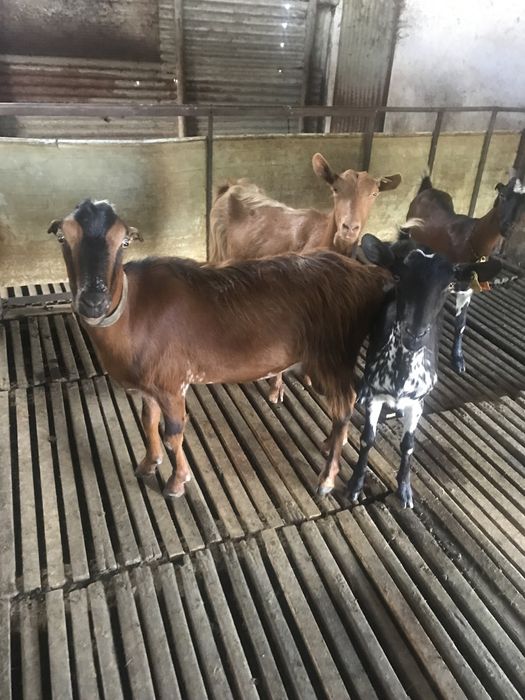 Vendo 4  cabras boas  b4
