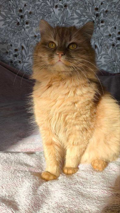 Рідкісна Руда кішечка підліток і полосатий хлопчик підліток