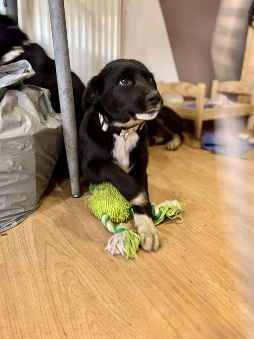 ALBA. 5 mięs. Cudowna subtelna w sunia