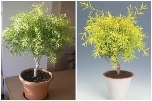 Австралийское чайное дерево Melaleuca  bracteata