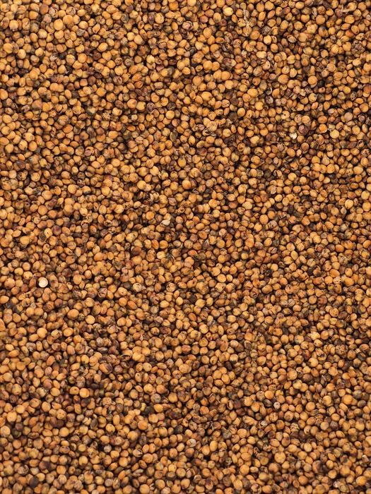 Sorgo czerwone ziarnowe  czyszczone