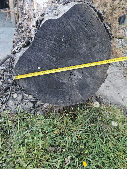 Pień orzecha włoskiego 2 szt