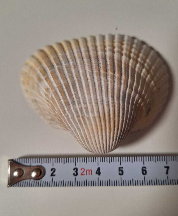 Мушлі морські, рапани, сувенір, подарунки / ракушки морские від 5