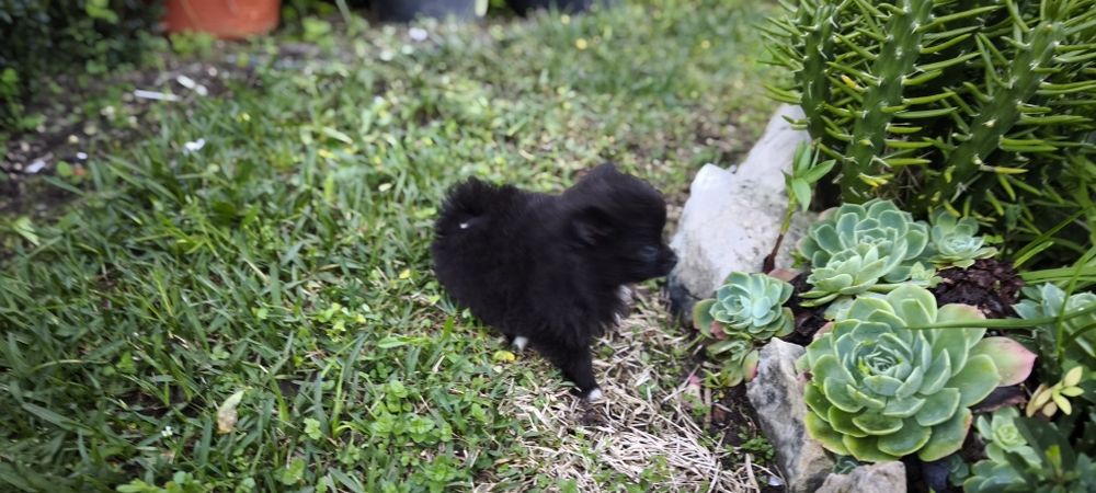 Spitz alemão anão Lulu da Pomerânia hiper miniatura criado em ambiente