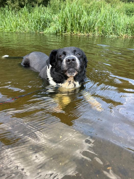 Pokochaj Dylana! Duży psiak w typie stróżującego