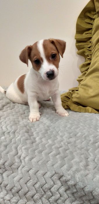 Jack Russell terier gładkowlose piesek