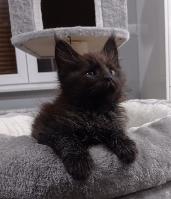 Śliczny  czarno dymny kocurek Maine Coon