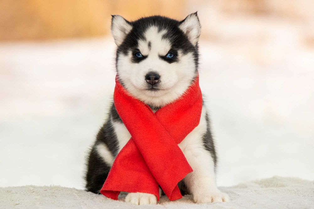 Цуценята хаскі від чистопороддних батьків