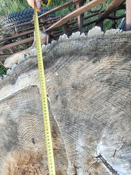 Grube plastry z drewna dębowego – średnica ok. 120 cm