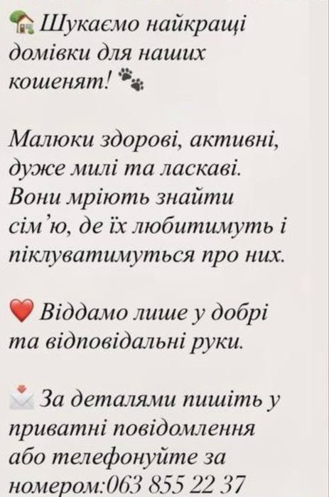 Віддаємо котиків