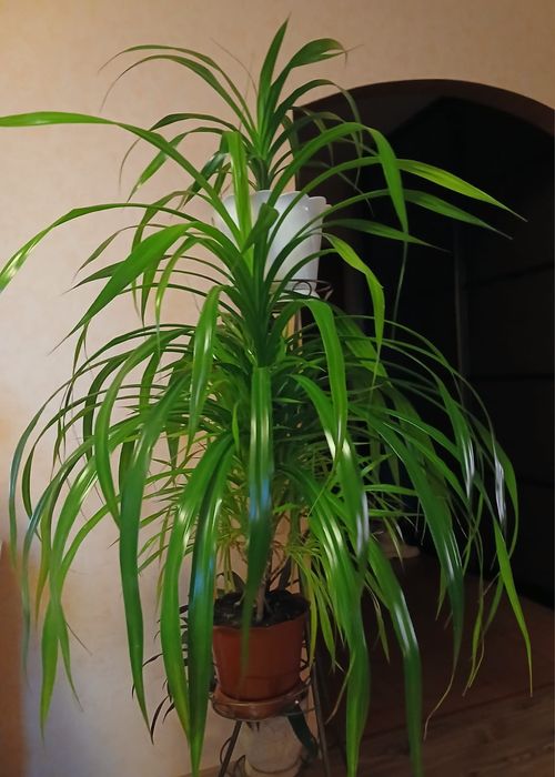 Панданус (Pandanus)