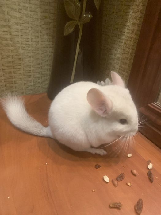 Пухнастий хвостикГризунчик