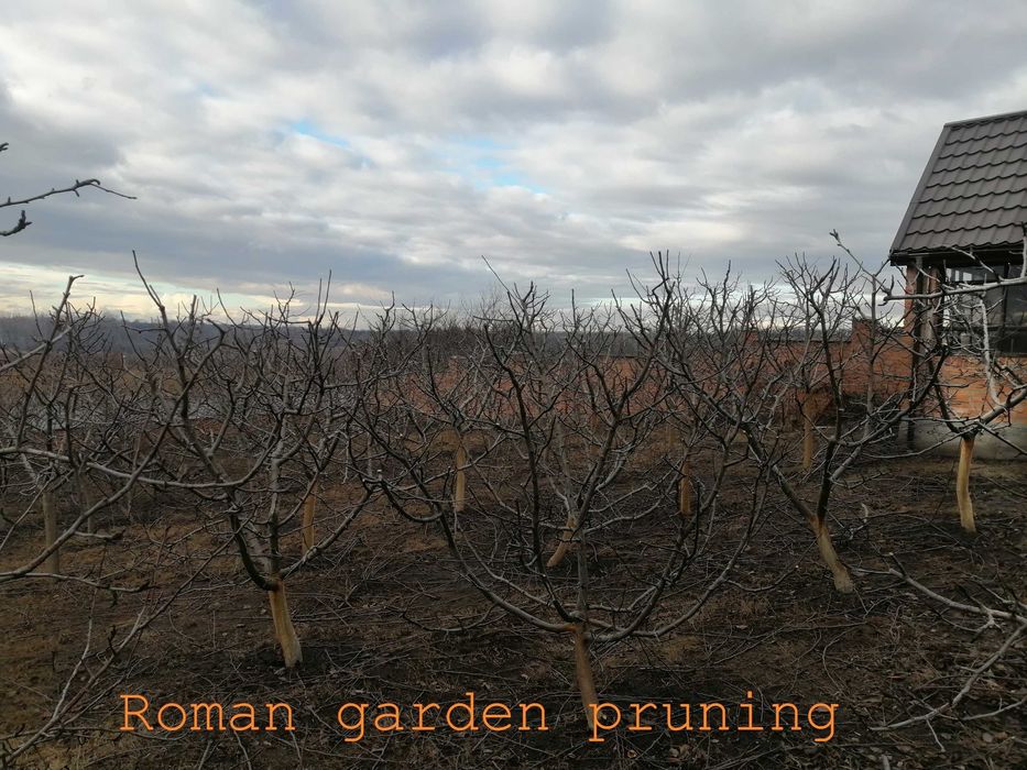 Обрізка плодового саду/Обрезка плодового сада