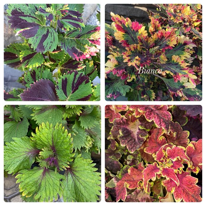 Колеуси сортові зрізі вкоріненІпомея страдесканція