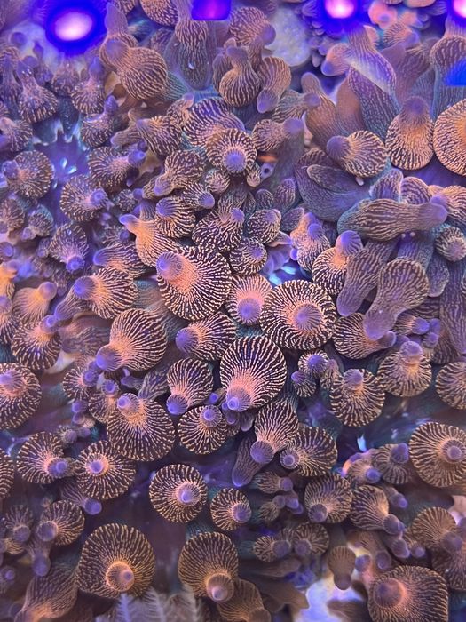 Актінії « Entacmaea Quadricolor» в морський акваріум