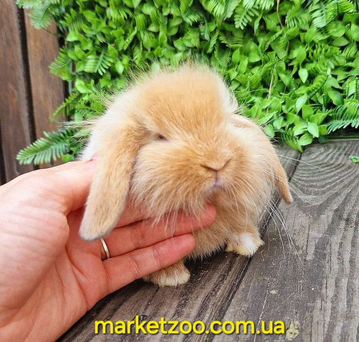Міні кролик висловухий баранчик mini lion lop руденький з білою лапкою