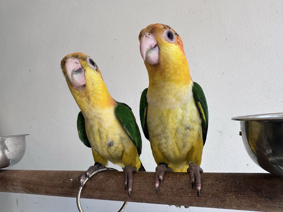 Casal de Marianinhas de Cabeça Canela 2026