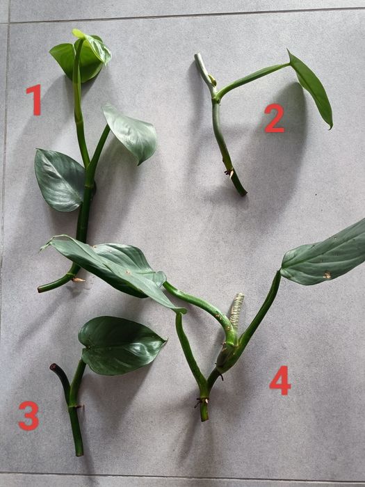 Philodendron sadzonki