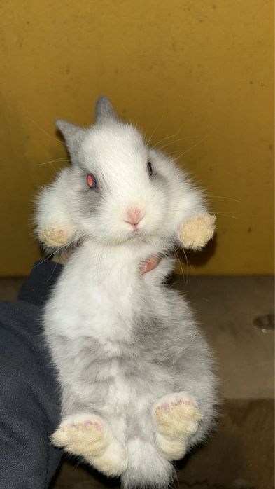 Coelhos anões bebes e adultos