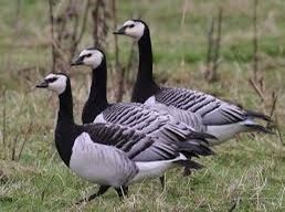 Gansos de várias raças.