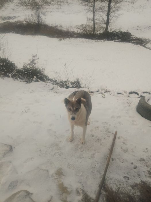 Віддам в хороші руки лайку