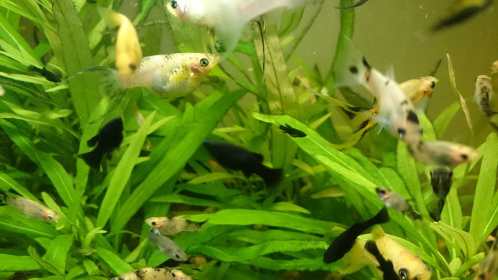 Narybek molinezji ostroustych - 1-2 cm    30 szt za 50 zł