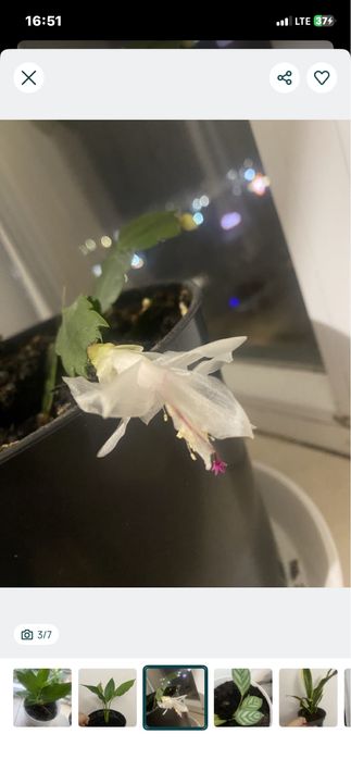 Продам вазон різдвяник / шлюмбергера