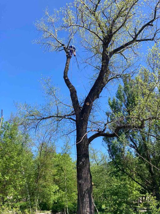 Видалення дерев,спил проблемних дерев,дробіння гілок