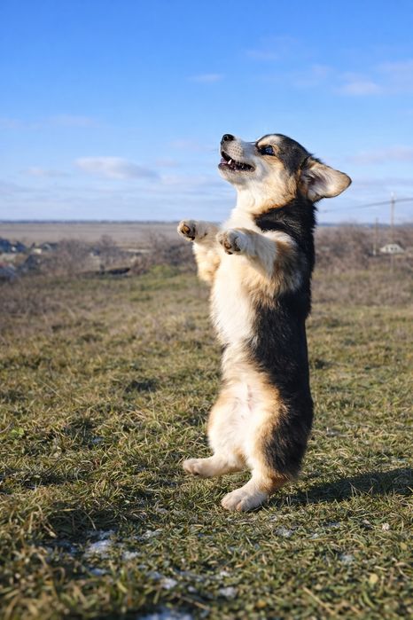 Цуценята вельш корги пемброк