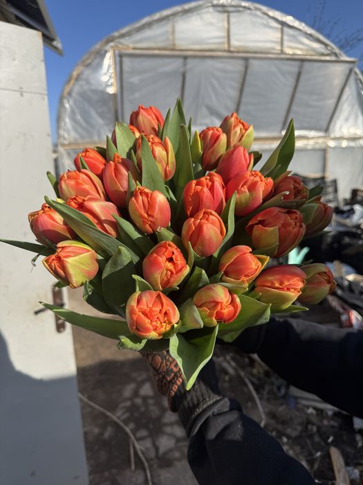 Луковицы тюльпана, после выгонки